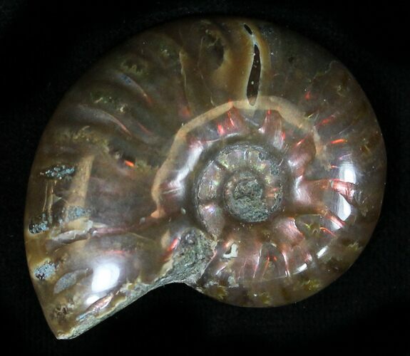 Flashy Red Iridescent Ammonite - Wide #25480